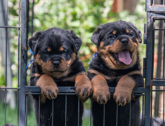 Schwartzhund Rottweiler Puppies