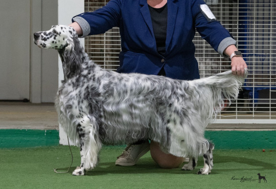 2022 English Setter Specialty 