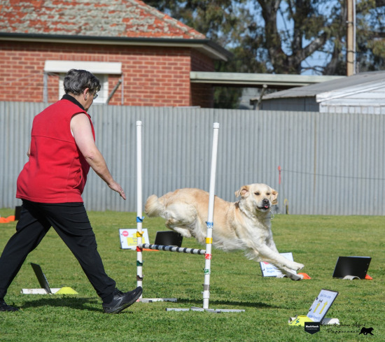 Golden Retreiver champ show Obedience 