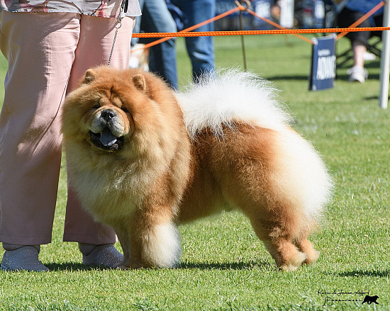 2024 Sunbury Show, Non Sporting & Toys 