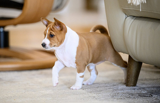 Basenji Babies