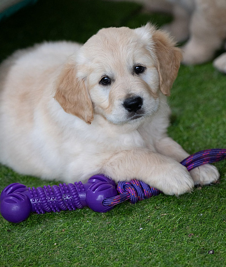 Tanya Puppies