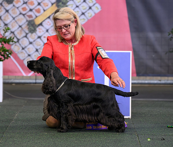 Ekka English Cocker Spaniels 